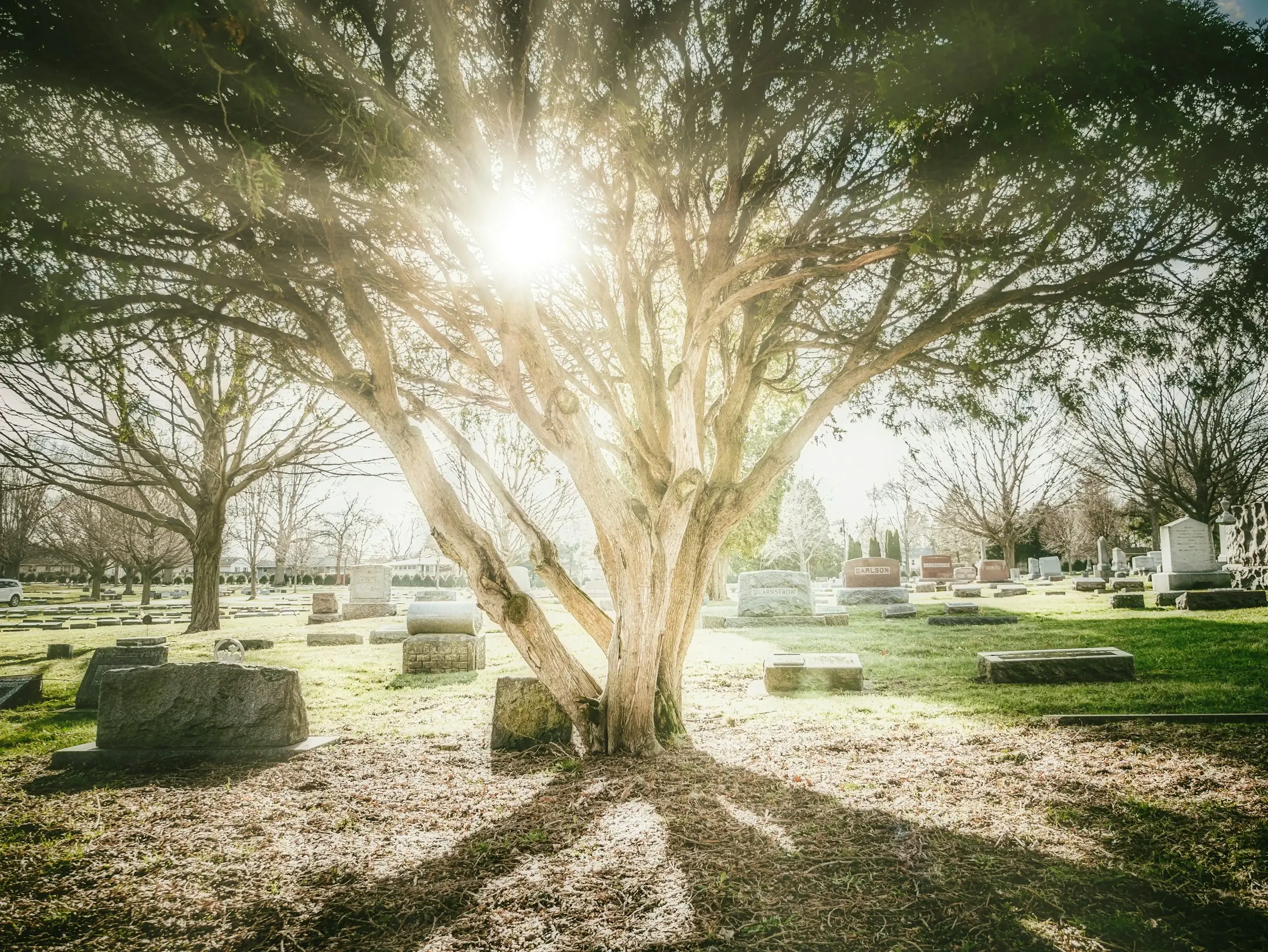 Albero in un cimitero